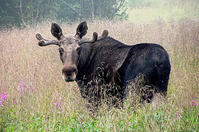 Moose Safari Bodo, Norway, Meet the Largest Land Animal in Europe - Good To Know