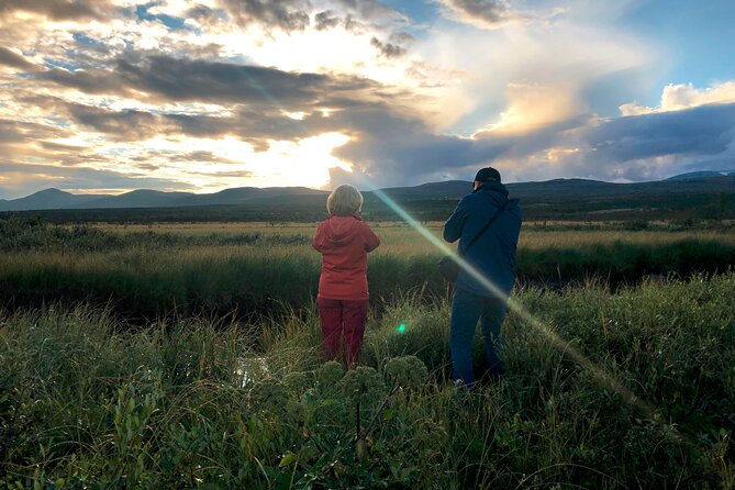 Moose Safari | Dovre & Lesja Active