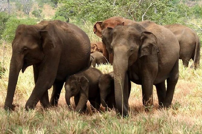 Morning 07 Hour Private Safari at Yala National Park by Yala La Safari Tours - Good To Know