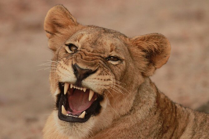 Morning Game Drive Safari Near Hoedspruit - Good To Know