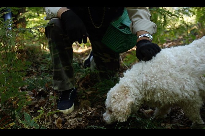 Mushroom And Truffle Hunting - Good To Know