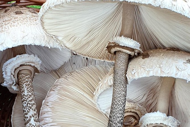 MUSHROOM FORAGING TOUR in Slovenia - Experience Highlights