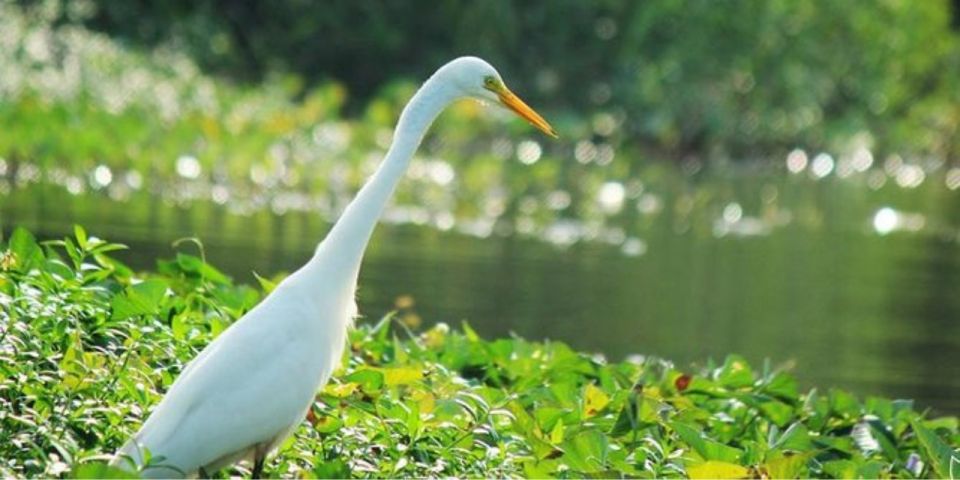 Muthurajawela: Wetland Bird Watching Tour From Colombo! - Good To Know