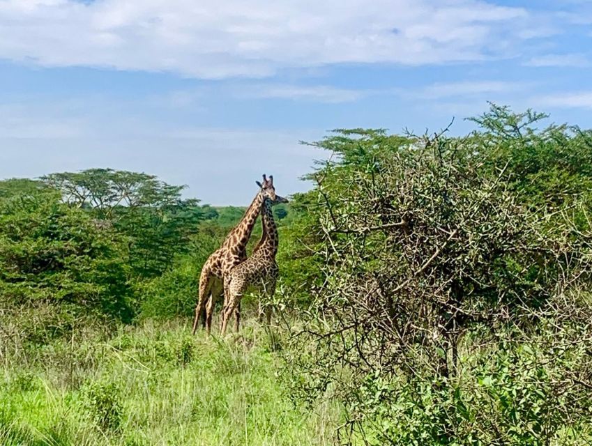 Nairobi National Park Morning or Evening Game Drive - Good To Know