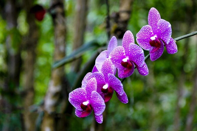 Nature and Sightseeing Tour at Phantasea Tropical Botanical Garden - Good To Know