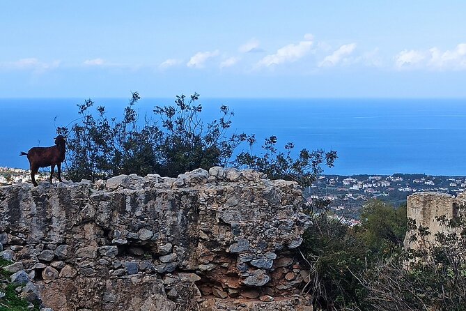 Nature Walking Tour in the Mediterranean Cyprus-8days - Good To Know