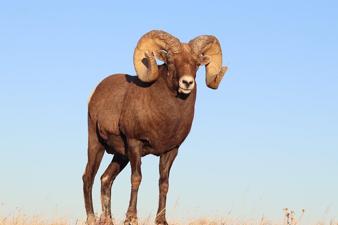 Natures Glow: Badlands Sunset & Wildlife Tour - Good To Know