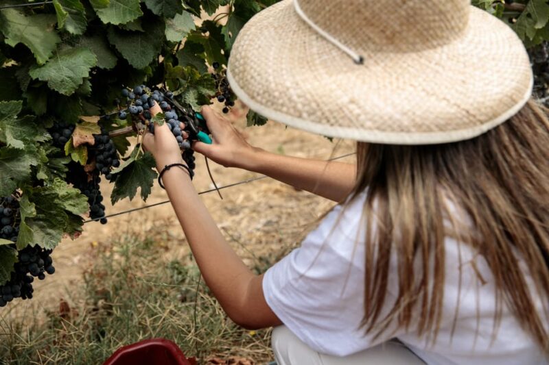 Naxos: Terra Grazia Winery Vineyard Tour and Wine Tasting - Good To Know