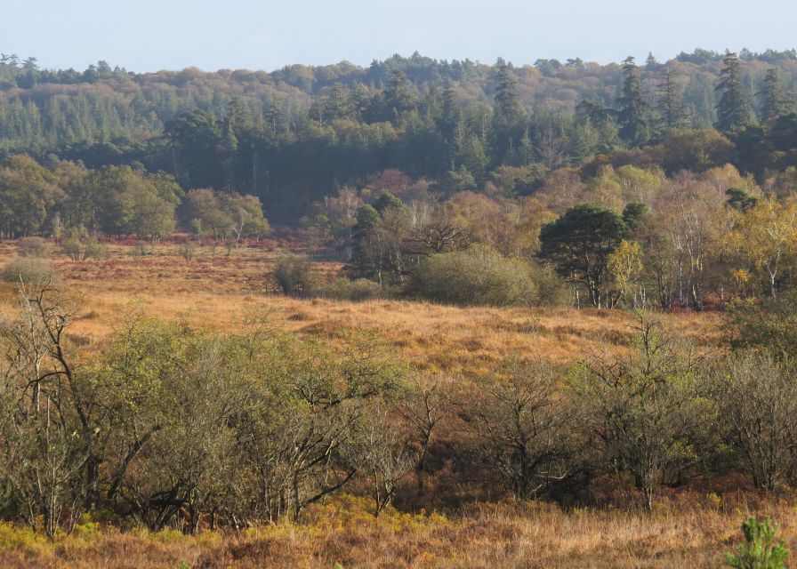 New Forest Explorer Walk (Hampton Ridge) - Good To Know