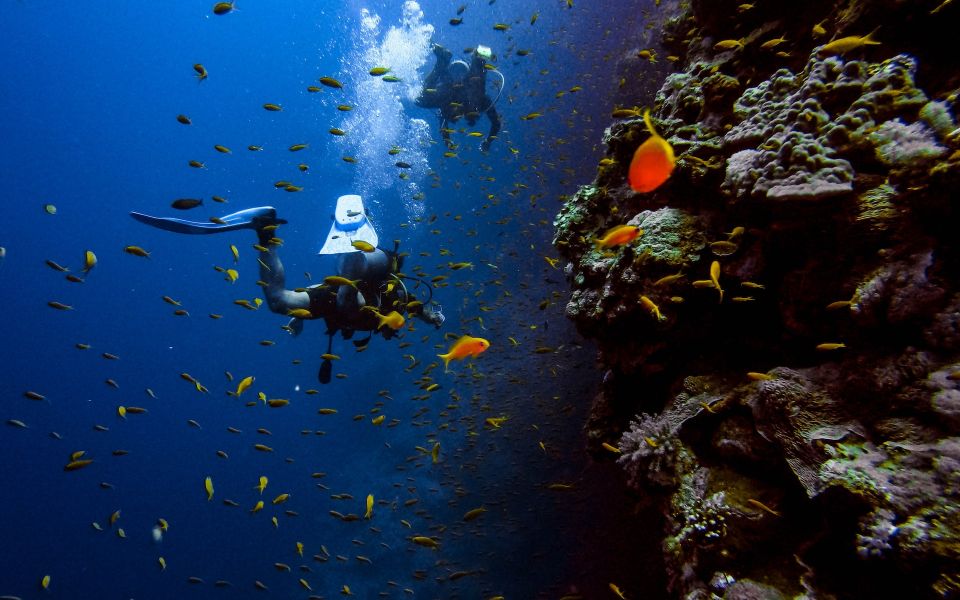 Night Diving in Negombo - Good To Know