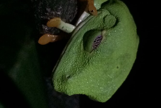 Night Tour Manuel Antonio or Monteverde - Tour Overview