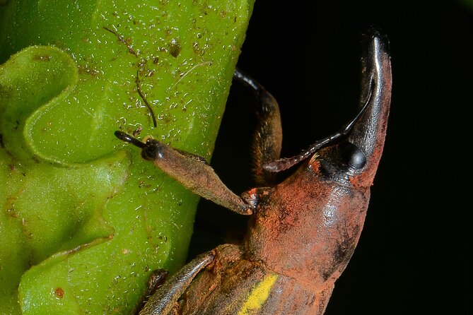 Night Walk Among the Natural Jewels of Monteverde - Good To Know