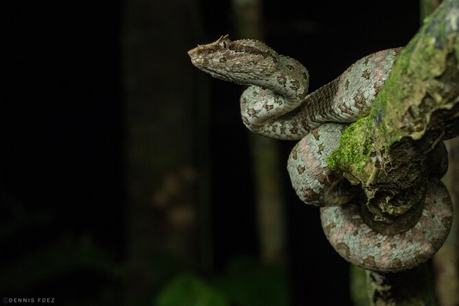 Night Walk Experience in Wildlife Refuge Monteverde - Location and Duration