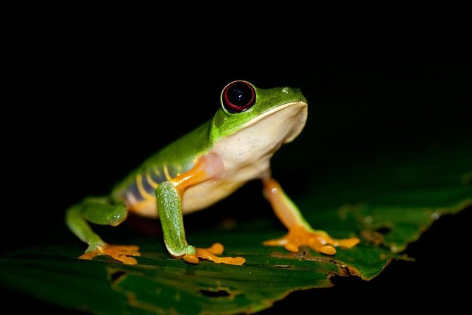 Night Walk in Tortuguero - Good To Know