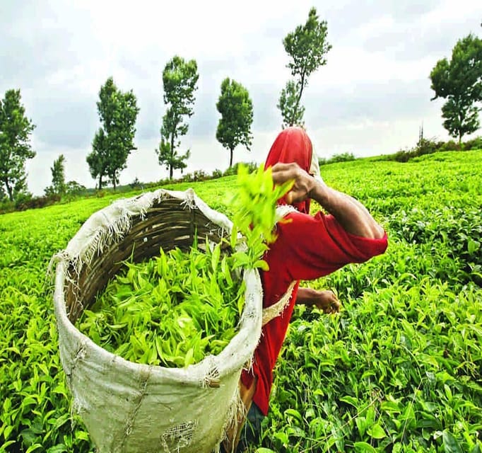 Nuwara Eliya FullDay Waterfalls 5, Trekking, Tea Factories 2 - Good To Know