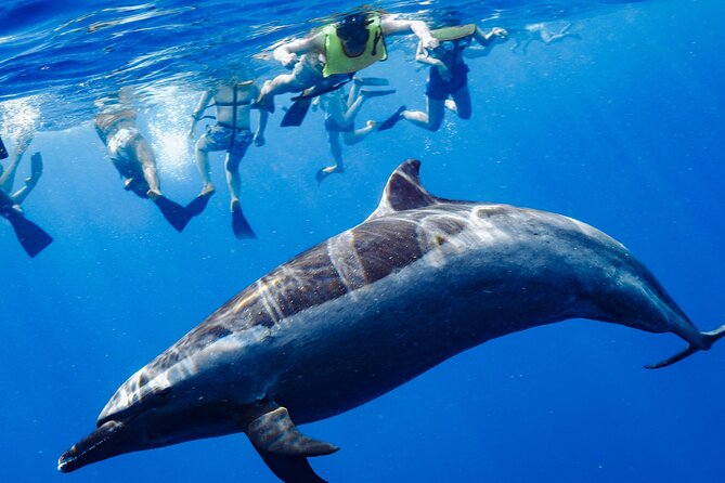 Oahu: 3-Hour Dolphin Swim and Snorkeling Speedboat Tour - Good To Know
