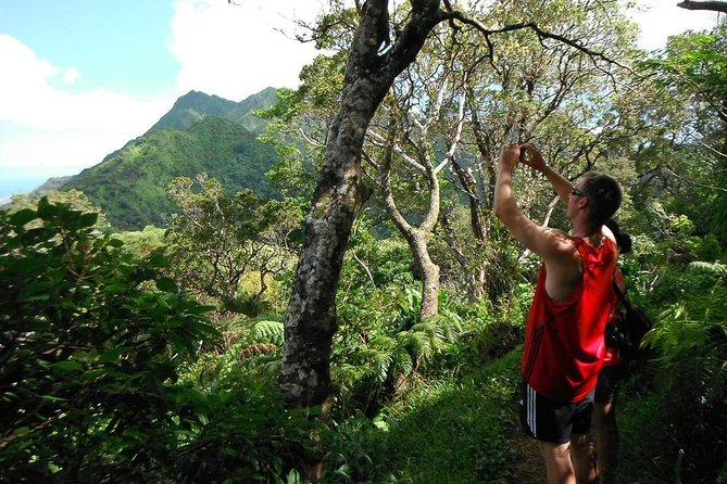 Oahu Volcanic Rainforest Hiking Adventure - Good To Know