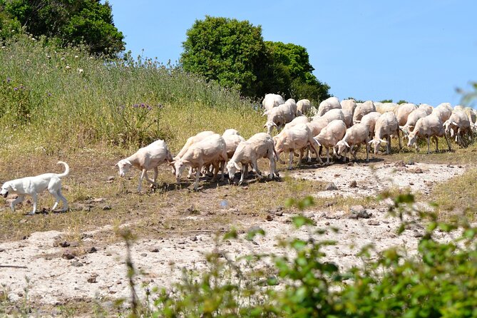 Off-Road Tour: Travel Inland - Tour Overview and Highlights