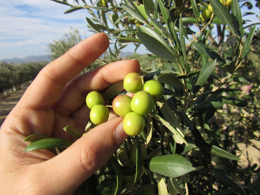 Oleoalmanzora: Guided Tour + Masterclass of EVOO Tasting Eng - Good To Know