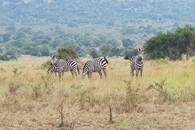 One-Day Akagera National Park Game Drive With a Choice 4x4 - Good To Know