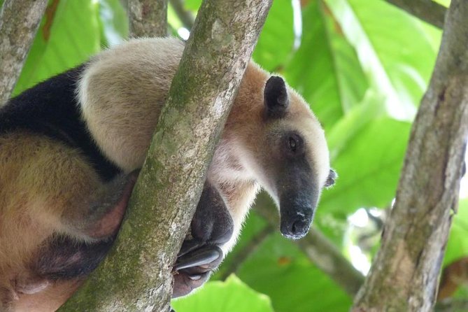 One Day Tour To Corcovado From Manuel Antonio - Good To Know