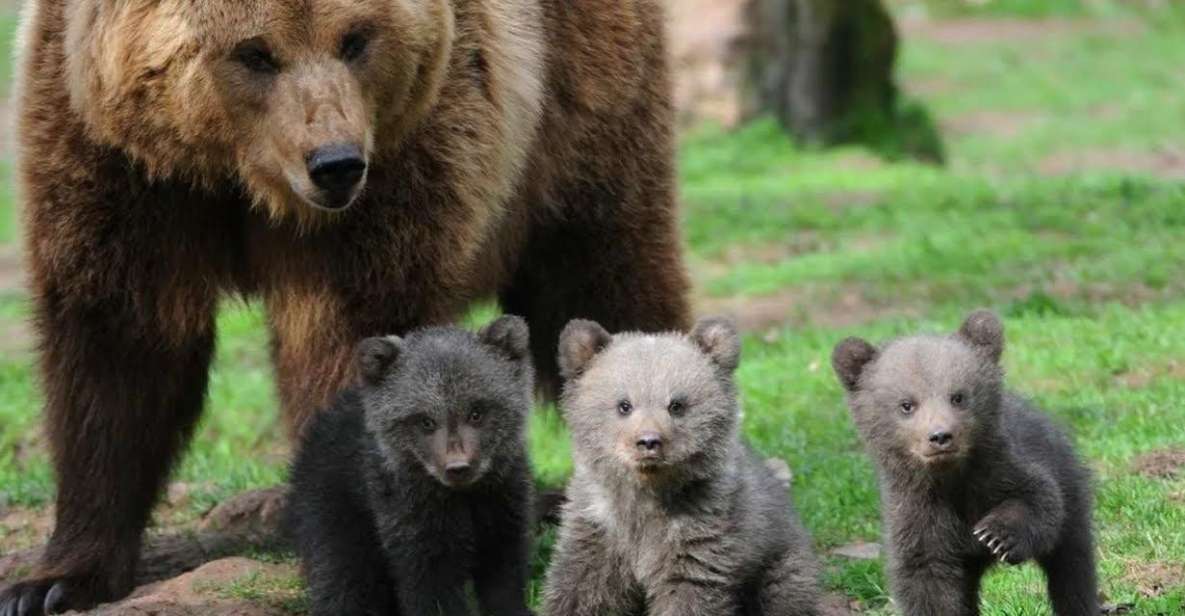 One Day Trip Bear Sanctuary, Dracula Castle - Good To Know