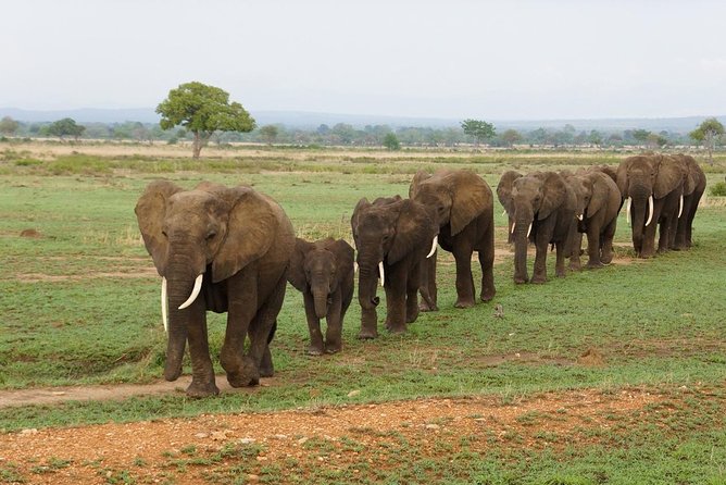 One Day Wildlife Safari in Mikumi National Park - Good To Know