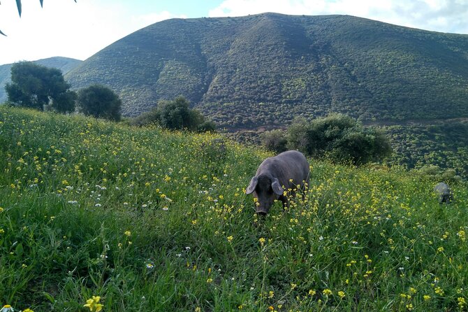 Organic Iberian Ham, Farm Visit and Premium Tasting! - Experience Overview