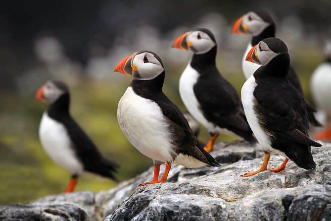 Orkney Islands & Highlands From Inverness - 3 Day Tour From Inverness - Accessibility and Accommodation Options