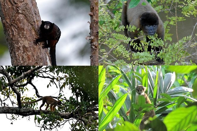Pacaya Samiria 3Days/2nights - Amazon Wonder Expeditions - Good To Know