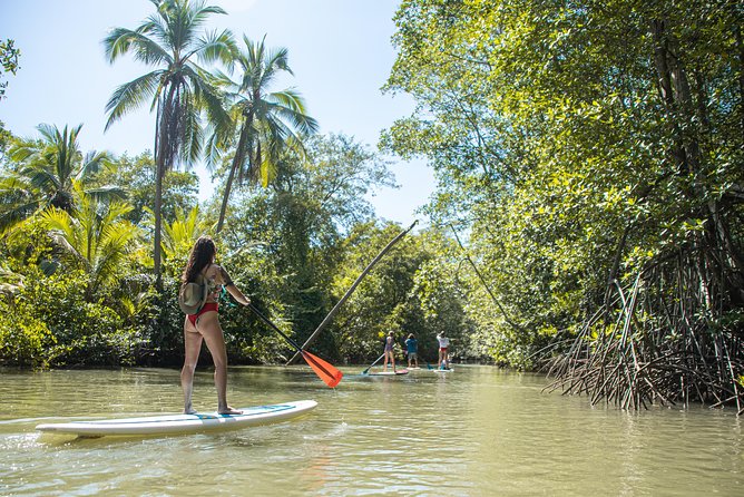 Paddle Board Mangrove Tour - Good To Know