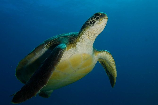 PADI Advanced Open Water Diver Course (AOWD) - Good To Know