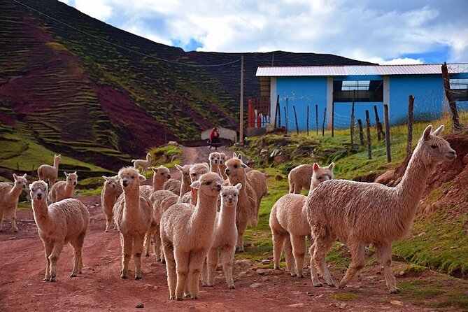 Palccoyo Rainbow Mountain From Cusco With Transfers and Lunch - Good To Know