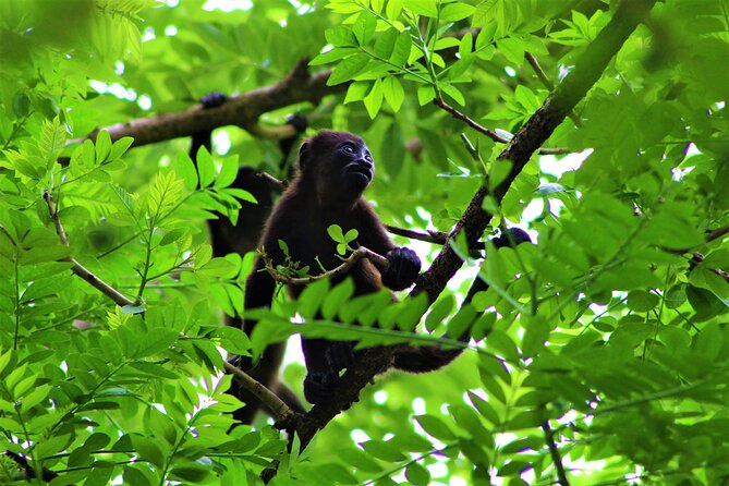 Palo Verde National Park - One Day Tour in Safari Wildlife- Tour Cultural - Good To Know