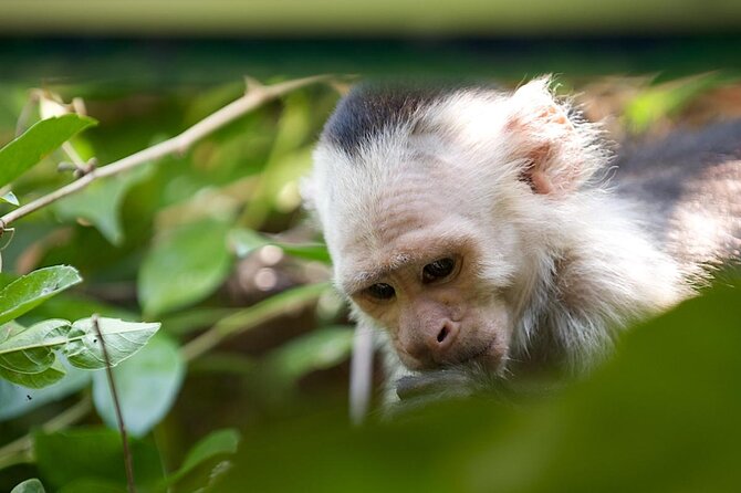 Palo Verde Wildlife Tour From Playa Hermosa-Coco Beach - About Your Stay