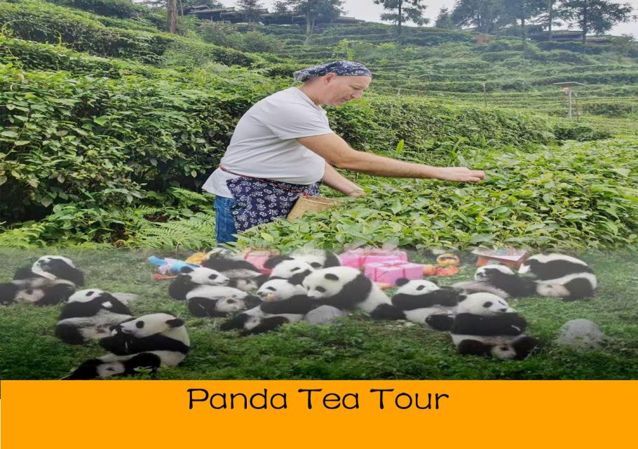 Panda and Green Tea Making Tour - Good To Know