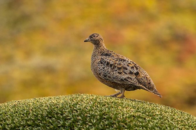 Papallacta Pass - Cayambe Coca National Park & Guango Cloud Forest Reserve - Good To Know