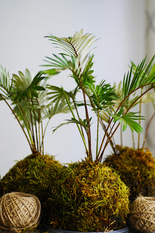 Paris: KOKEDAMA Moss Ball Making Workshop - Key Points