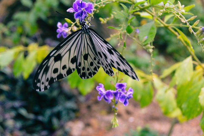 Penang Round Island Tour With Tropical Spice Garden & Entopia Butterfly Farm - Good To Know