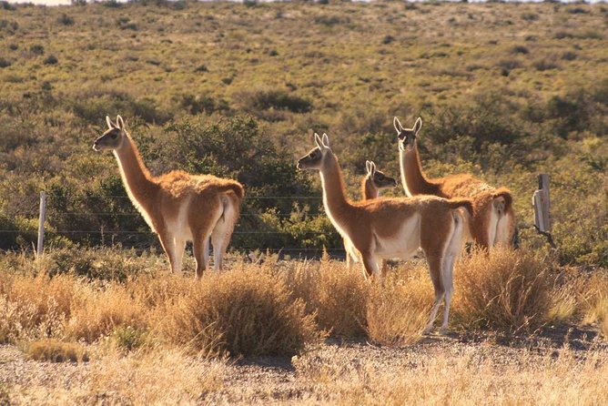 Peninsula Valdes, Full Daytour or Shore Excursion - Good To Know
