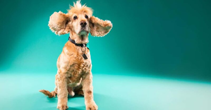 Pet Photography Studio Session With Family Portraits - Experience Highlights