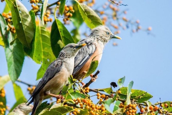 Phulchoki Bird-Watching Tour - Good To Know