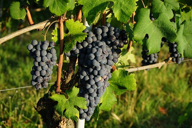 Piemonte Vineyards by Yourself From Turin by Luxury Van With English Chauffeur - Tour Overview