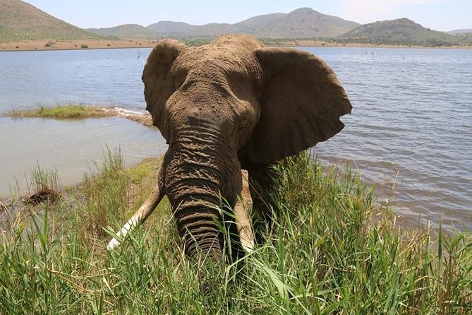 Pilanesberg Nature Reserve - Good To Know