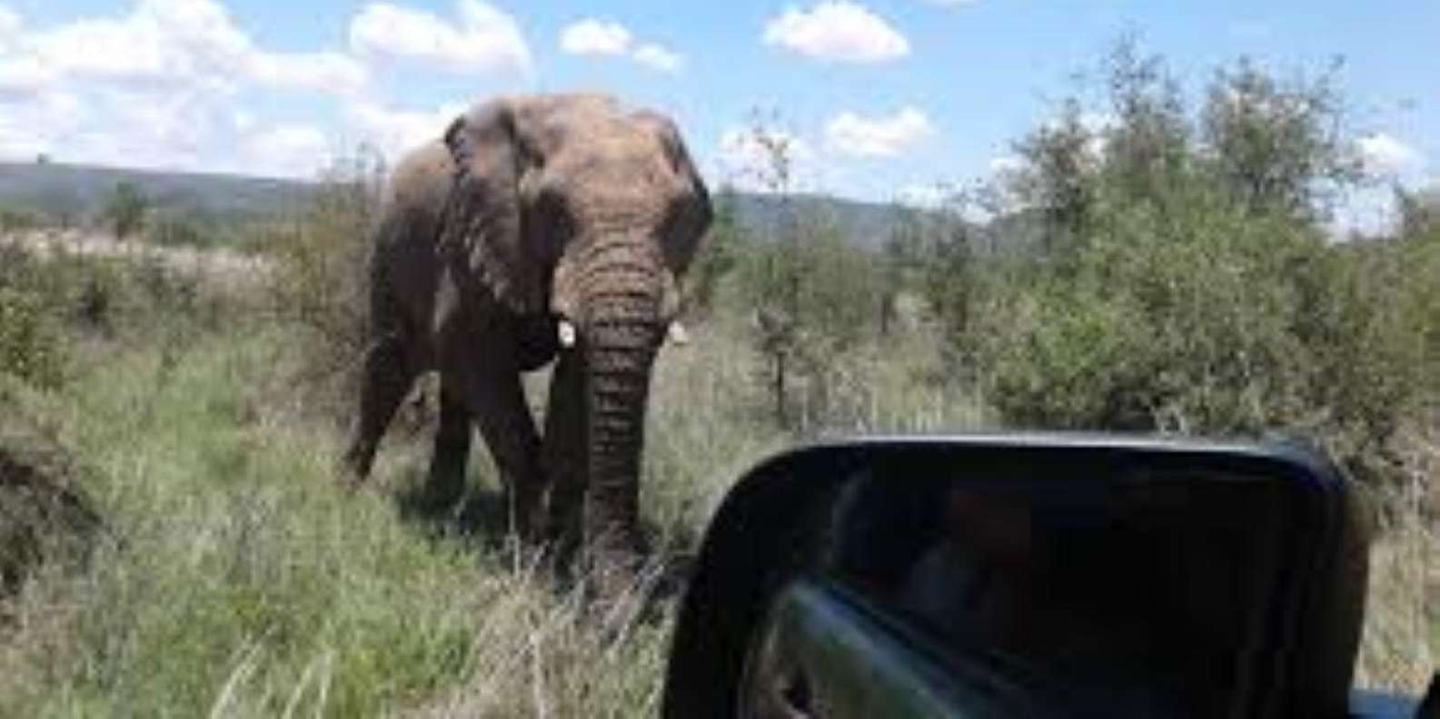 Pilanesberg : Private Game Drive - 10 Seater - Good To Know