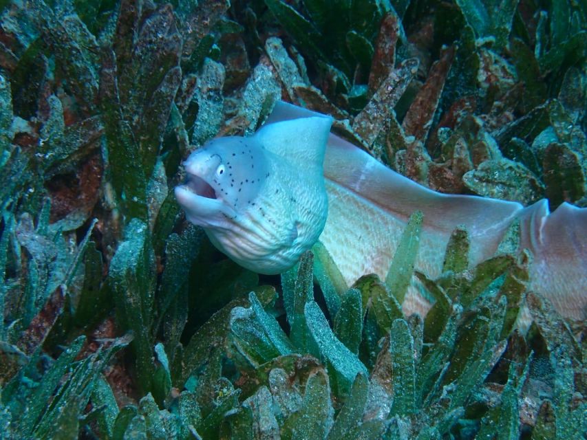 Pivate Scuba Diving in the Red Sea of Aqaba - Good To Know