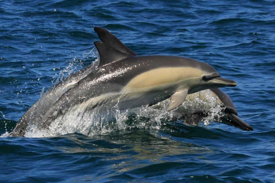 Plettenberg Bay: Dolphin and Marine Boat Tours - Good To Know