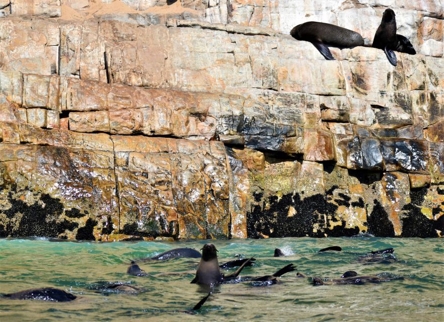 Plettenberg Bay: Seal Colony Viewing Excursion - Good To Know