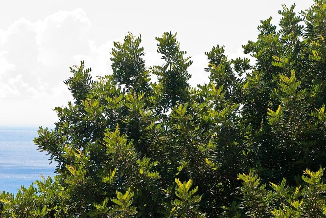 Pomac Forest Historic Sanctuary & Sican Museum - About Your Stay