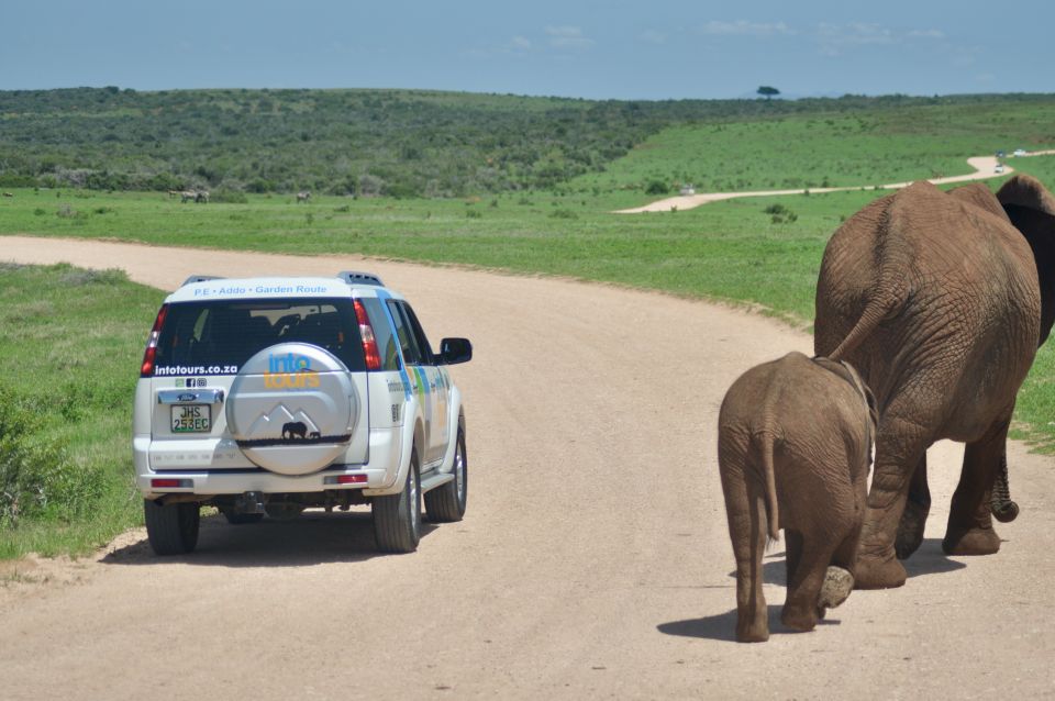 Port Elizabeth: Addo Elephant Park Full-Day Safari - Good To Know